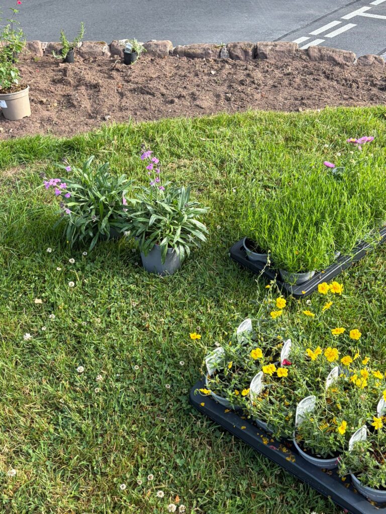 Plants waiting to be planted