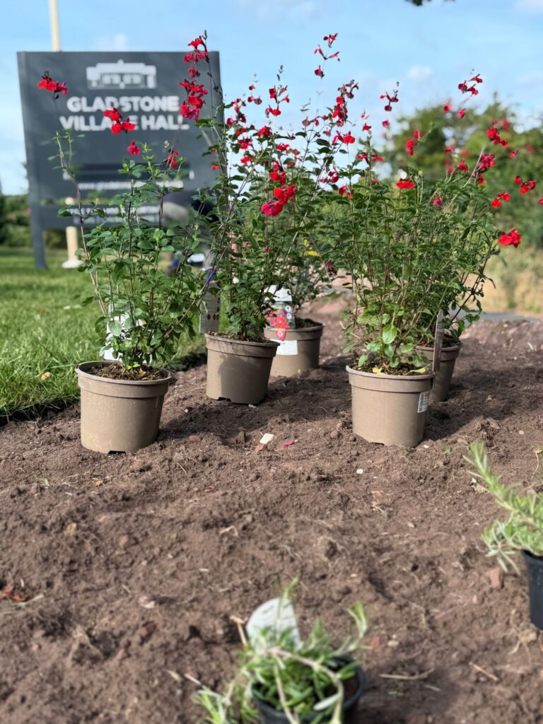 Plants waiting to be planted